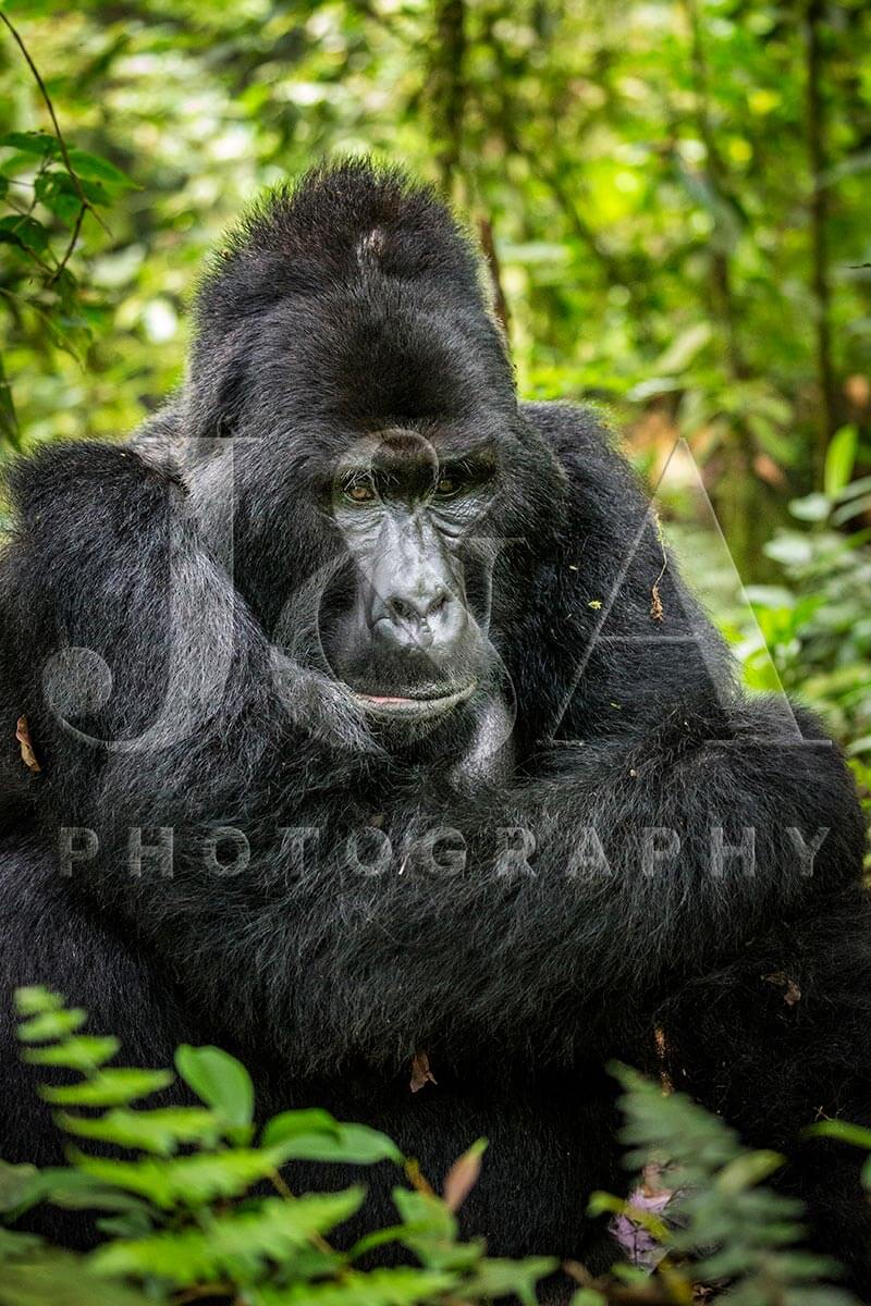 Fine art photographic print by Jonathan and Angela Scott, depicting a silverback male gorilla in the foliage in Uganda.