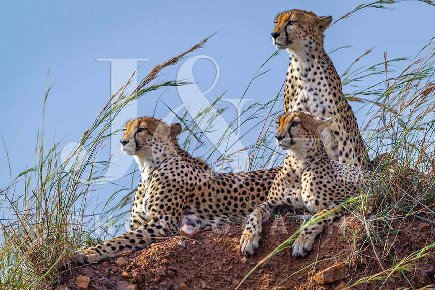 Fine art photographic print by Jonathan and Angela Scott, depicting a mother cheetah and her 2 cubs in Maasai Mara, Kenya.
