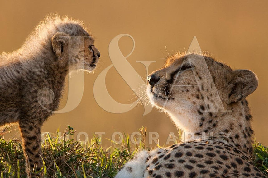 Fine art photographic print by Jonathan and Angela Scott, depicting Honey the cheetah mother and Toto, her little cub.