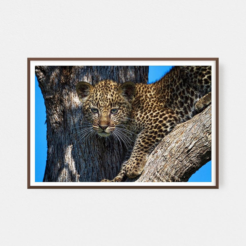 Fine art photographic print by Jonathan and Angela Scott, depicting a leopard cub in the trees in Maasai Mara, Kenya.