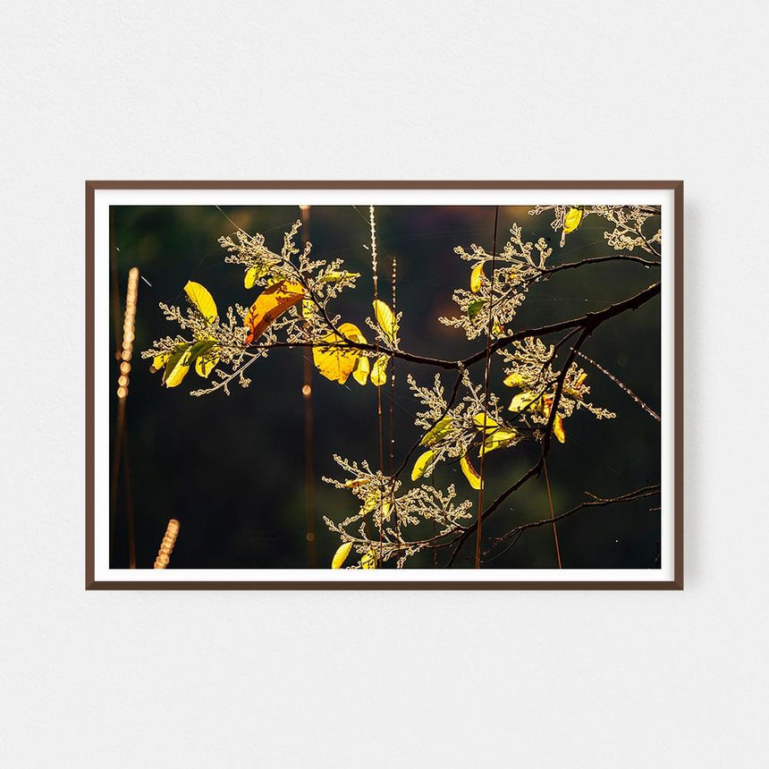 Fine art photographic print by Jonathan and Angela Scott, depicting leaves gleaming gold in Ranthambore National Park.