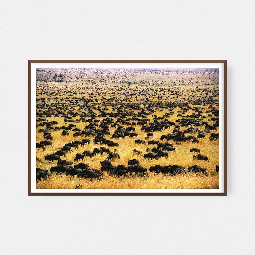 Fine art photographic print by Jonathan and Angela Scott, depicting wildebeest crossing the savannah in Maasai Mara, Kenya.