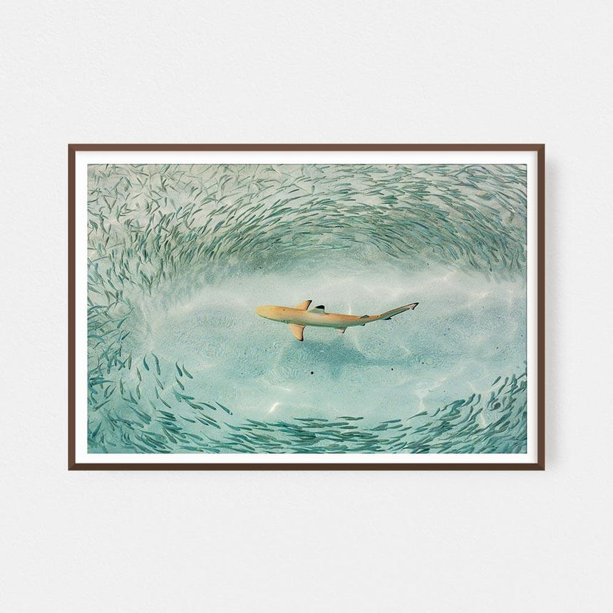 Limited edition photographic print by Jonathan and Angela Scott, depicting an underwater shark and small fishes in Maldives.