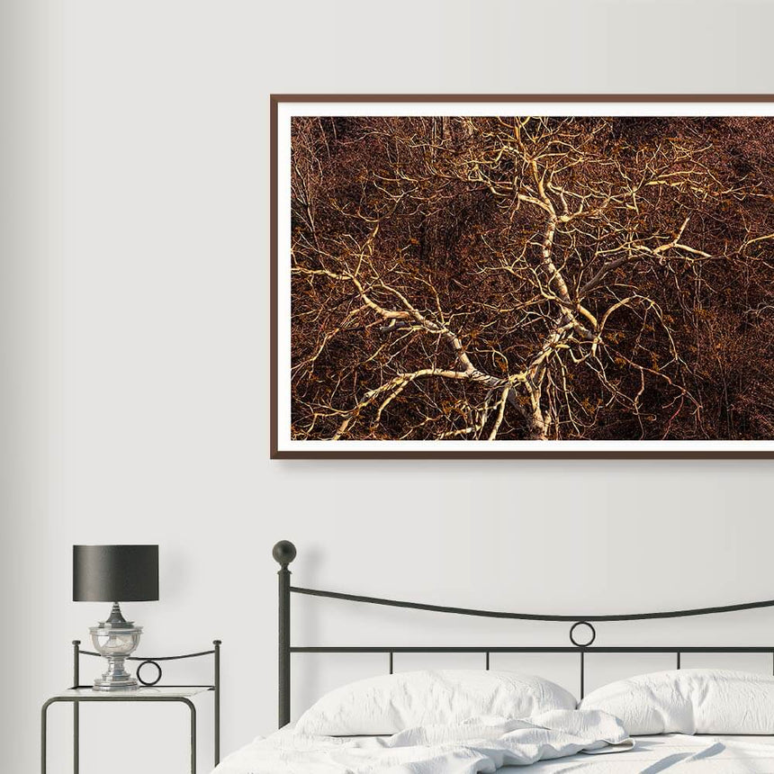 Fine art photographic print by Jonathan and Angela Scott, depicting the tapestry of a tree's branches in Ranthambore, India.