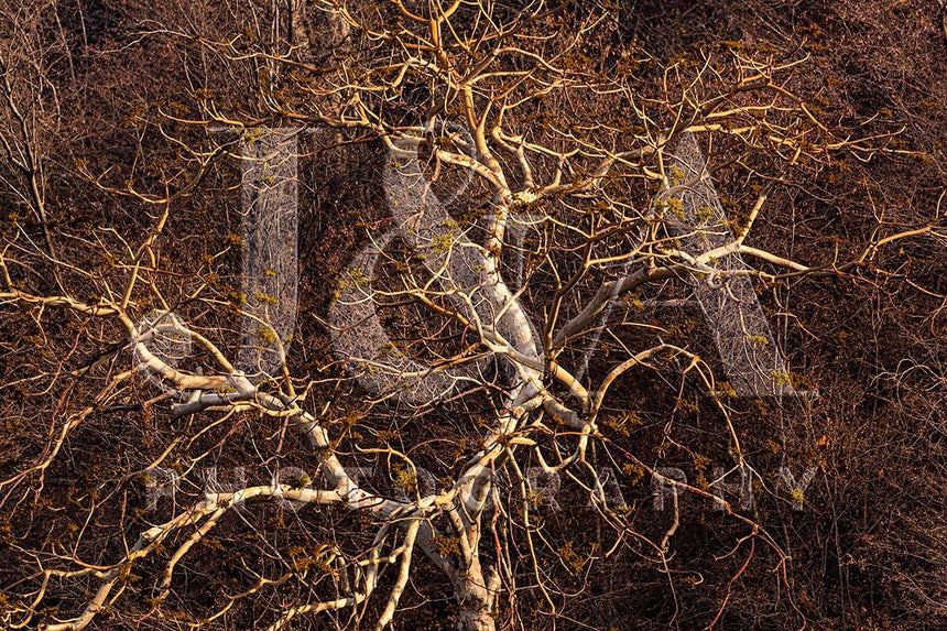 Fine art photographic print by Jonathan and Angela Scott, depicting the tapestry of a tree's branches in Ranthambore, India.