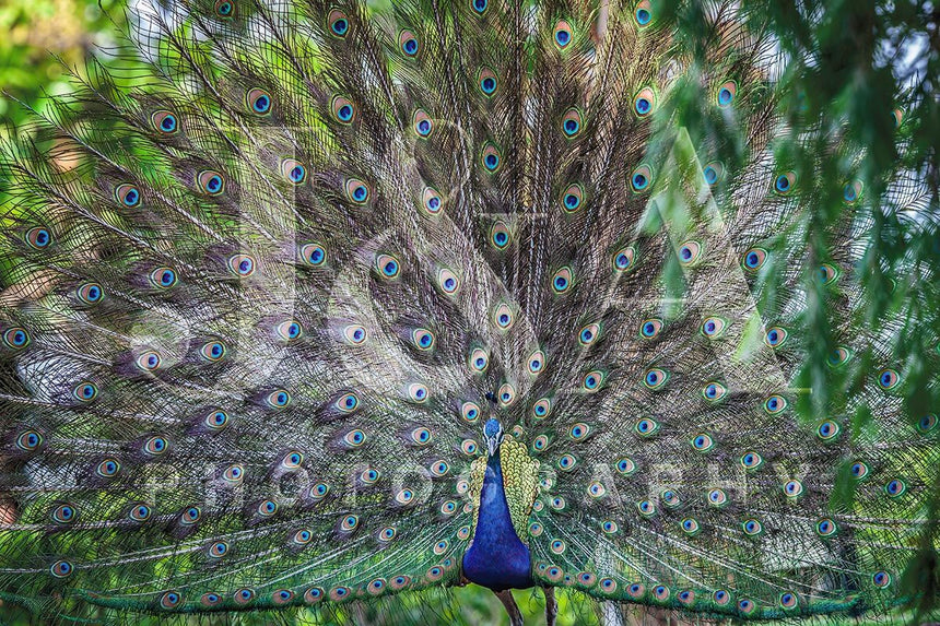 Fine art photographic print by Jonathan and Angela Scott, depicting a stunning peacock displaying his multicolored feathers.