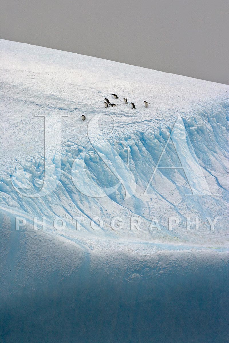 Fine art photographic print by Jonathan and Angela Scott, depicting a colony of emperor penguins on ice in Antarctica.