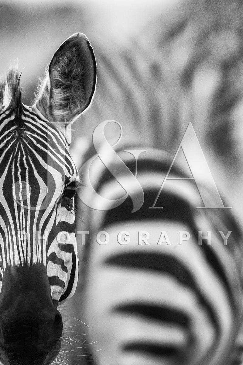 Fine art photographic print by Jonathan and Angela Scott, depicting a zebra portrait in Maasai Mara, Kenya.