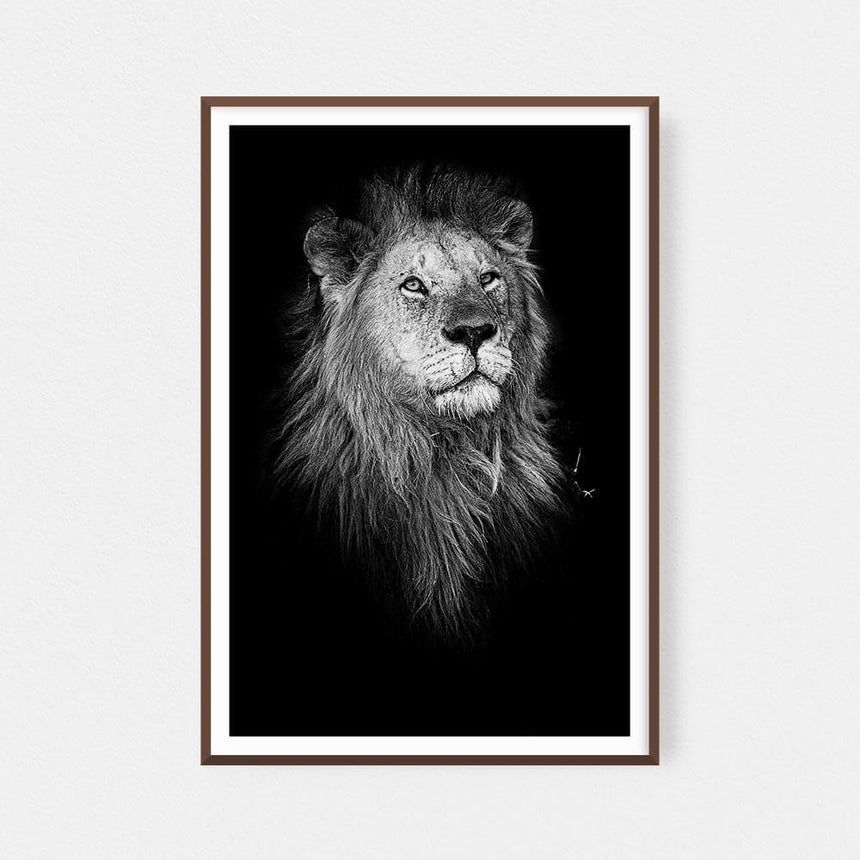 Fine art photographic print by Jonathan & Angela Scott, depicting a stunning black & white portrait of a male lion in Kenya.