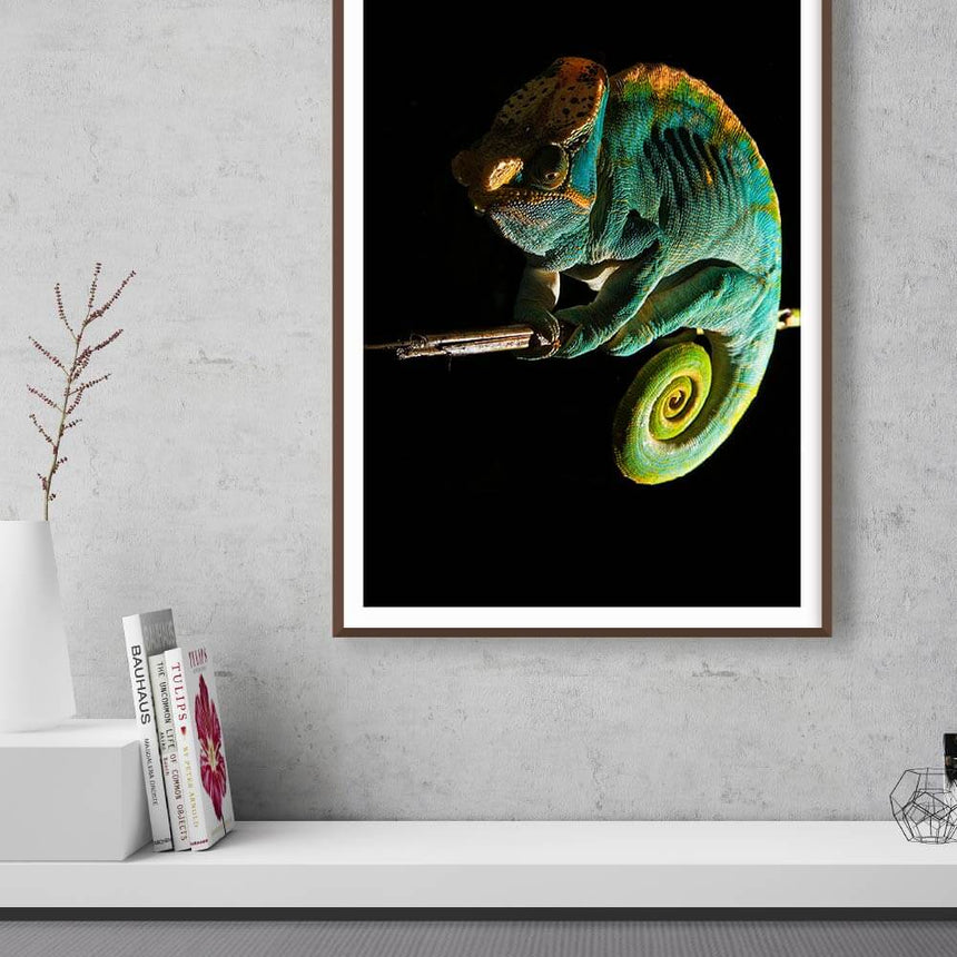 Fine art photographic print by Jonathan and Angela Scott, depicting a colorful Parson's chameleon on a branch in Madagascar.