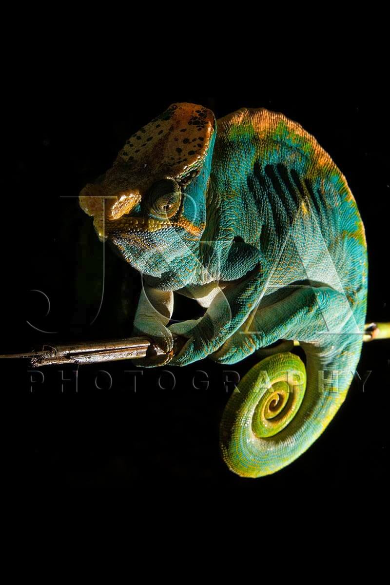 Fine art photographic print by Jonathan and Angela Scott, depicting a colorful Parson's chameleon on a branch in Madagascar.