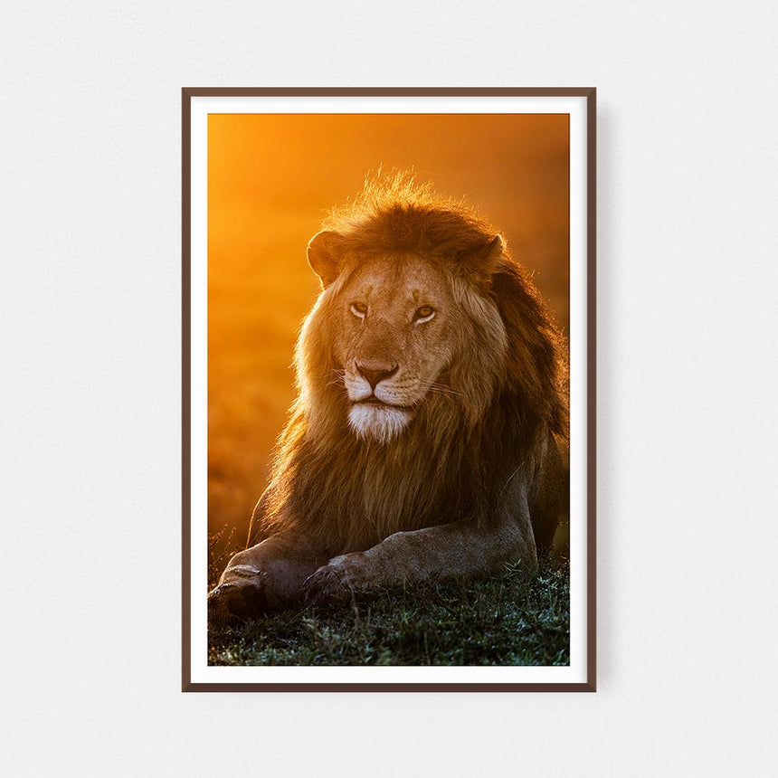 Fine art photographic print by Jonathan and Angela Scott, depicting a stunning male lion at dawn in Maasai Mara, Kenya.