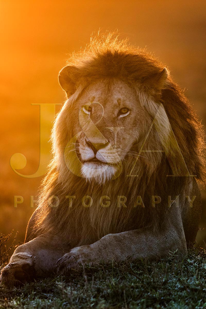 Fine art photographic print by Jonathan and Angela Scott, depicting a stunning male lion at dawn in Maasai Mara, Kenya.
