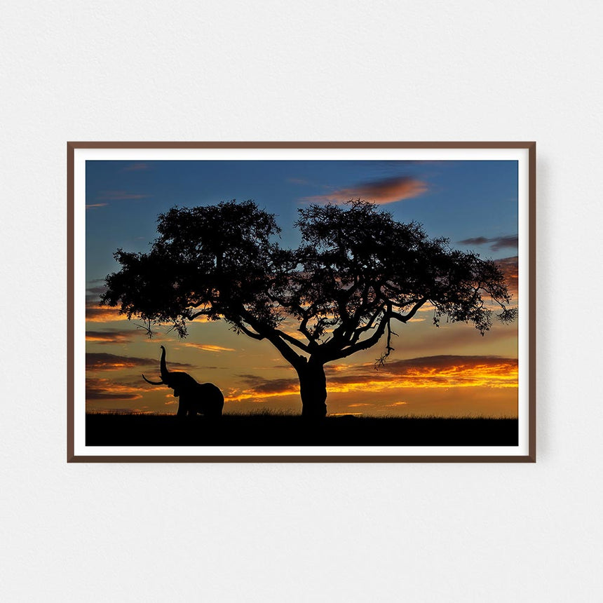 Fine art photographic print by Jonathan and Angela Scott, depicting an elephant under a fig tree in Maasai Mara, Kenya.