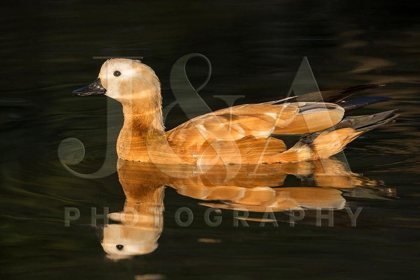 Fine art photographic print by Jonathan and Angela Scott, depicting a ruddy sheldruck swimming in Ranthambore National Park.