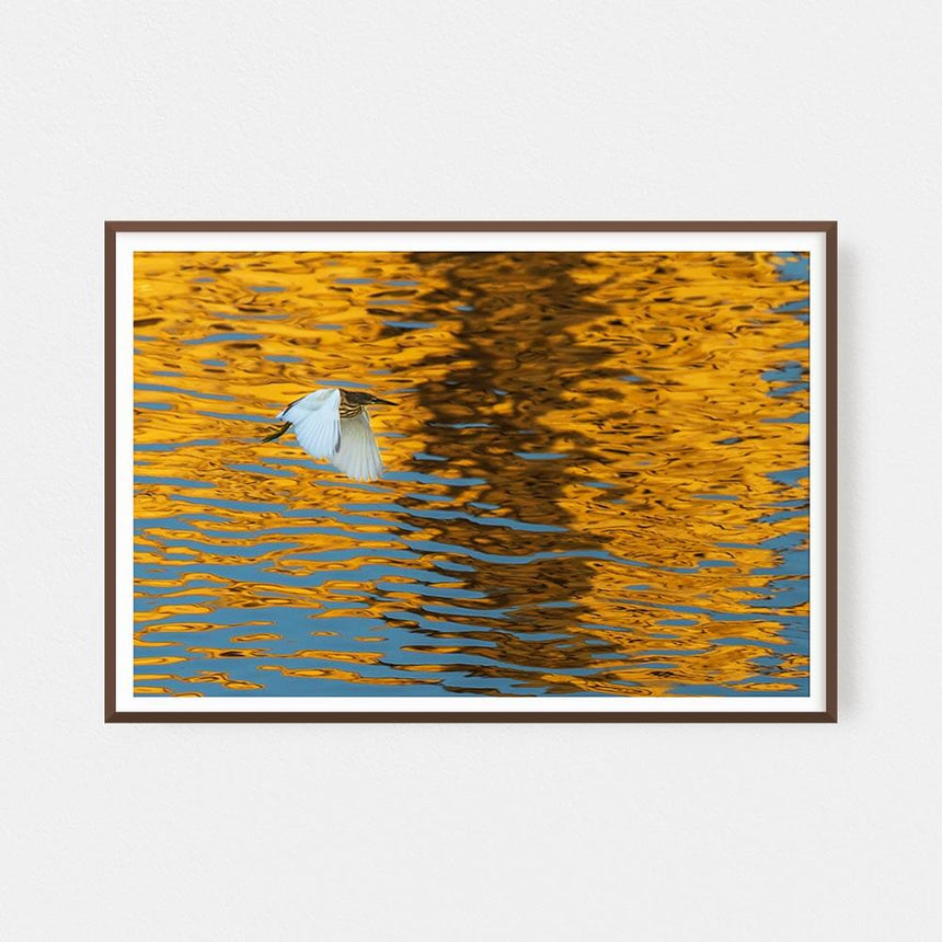 Fine art photographic print by Jonathan and Angela Scott, depicting a pond heron swimming across Amber Fort in India.