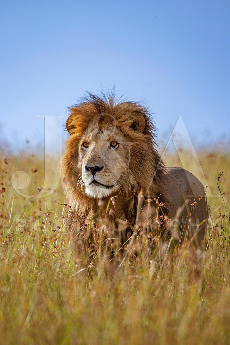Fine art photographic print by Jonathan and Angela Scott, depicting a male lion amidst the grass in Maasai Mara, Kenya.