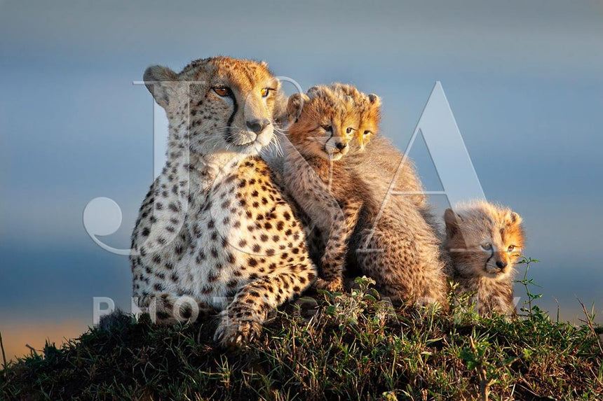 Fine art photographic print by Jonathan and Angela Scott, depicting Shakira cuddling her cheetah cubs in Maasai Mara, Kenya.