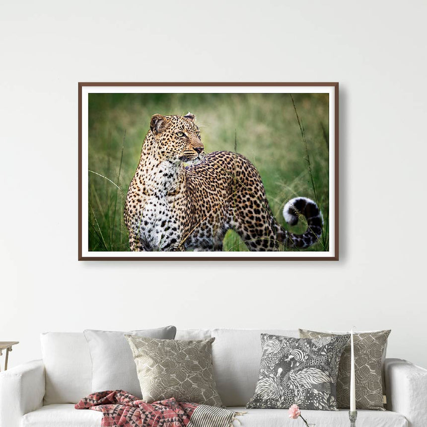 Fine art photographic print by Jonathan and Angela Scott, depicting a stunning leopard amidst the grass in Maasai Mara, Kenya.