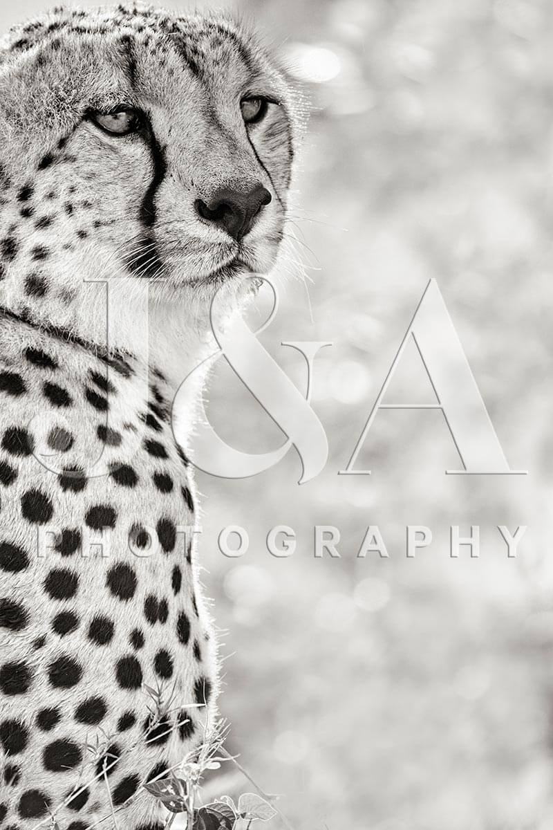 Fine art photographic print by Jonathan and Angela Scott, depicting the portrait of a cheetah in Maasai Mara, Kenya.