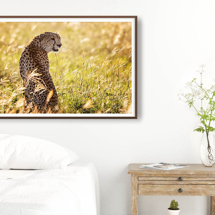 Fine art photographic print by Jonathan and Angela Scott, depicting a female cheetah amidst the grass in Maasai Mara, Kenya.