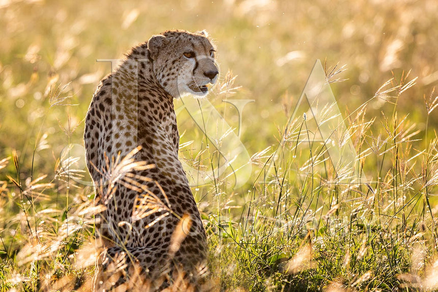 Fine art photographic print by Jonathan and Angela Scott, depicting a female cheetah amidst the grass in Maasai Mara, Kenya.