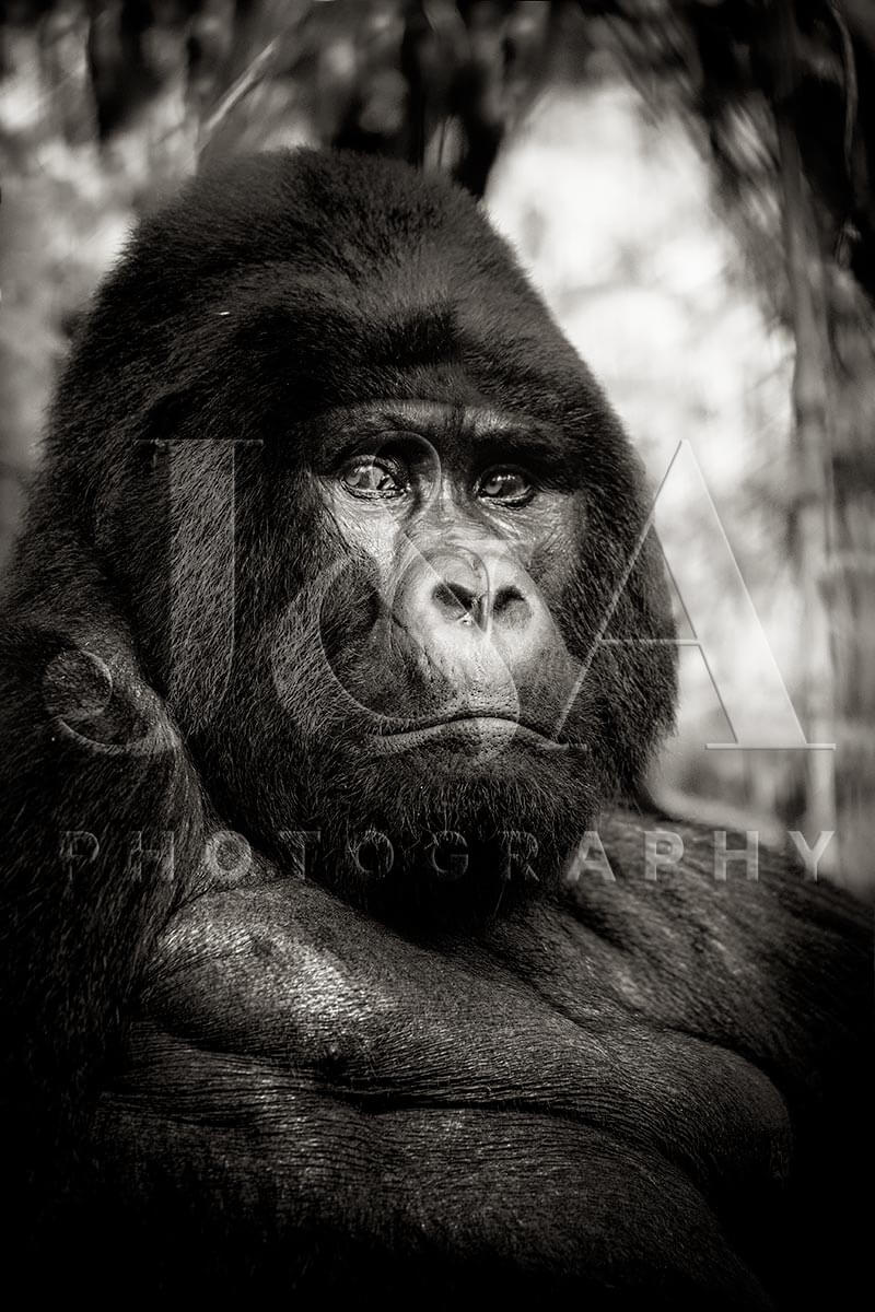 Fine art photographic print by Jonathan and Angela Scott, depicting "Handsome" the male gorilla in Uganda.