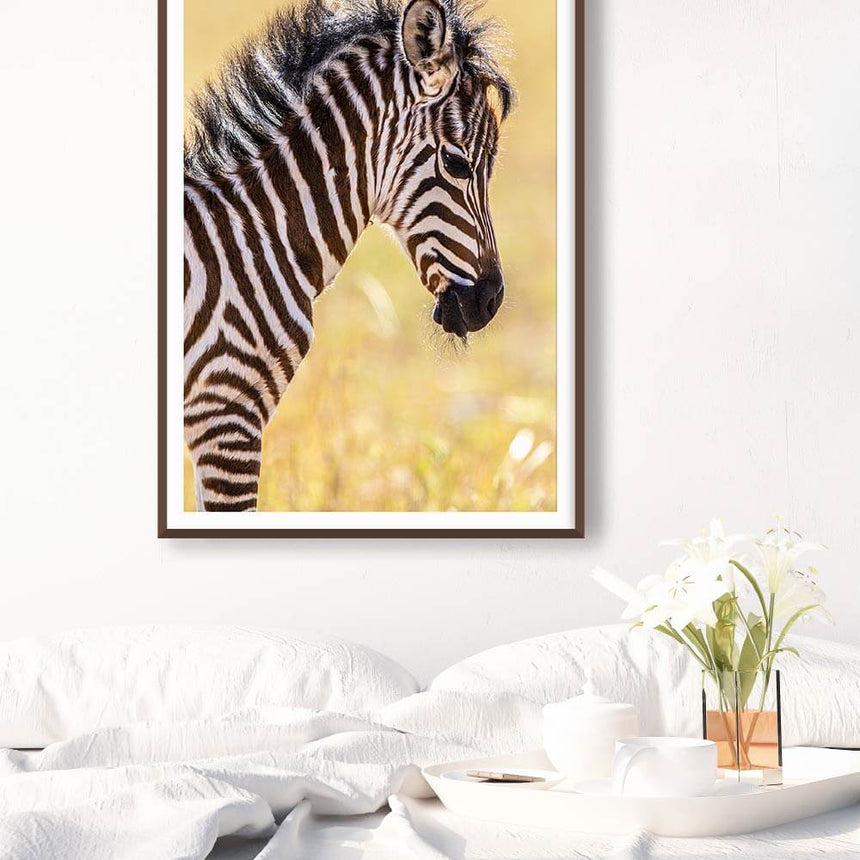 Fine art photographic print by Jonathan and Angela Scott, depicting an adorable zebra foal in Maasai Mara, Kenya.