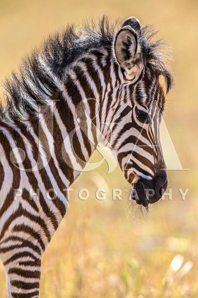 Fine art photographic print by Jonathan and Angela Scott, depicting an adorable zebra foal in Maasai Mara, Kenya.