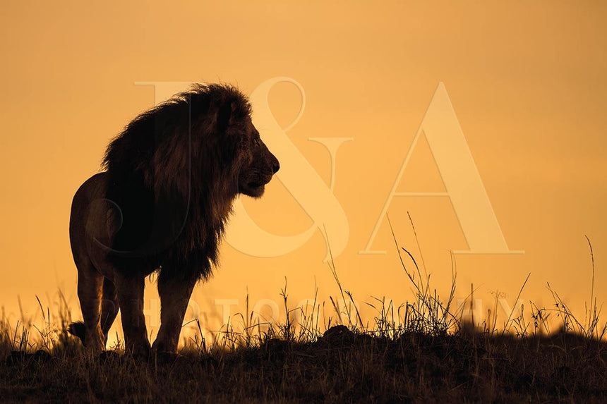 Fine art photographic print by Jonathan & Angela Scott, depicting a male lion's silhouette at sunrise in Masai Mara, Kenya.