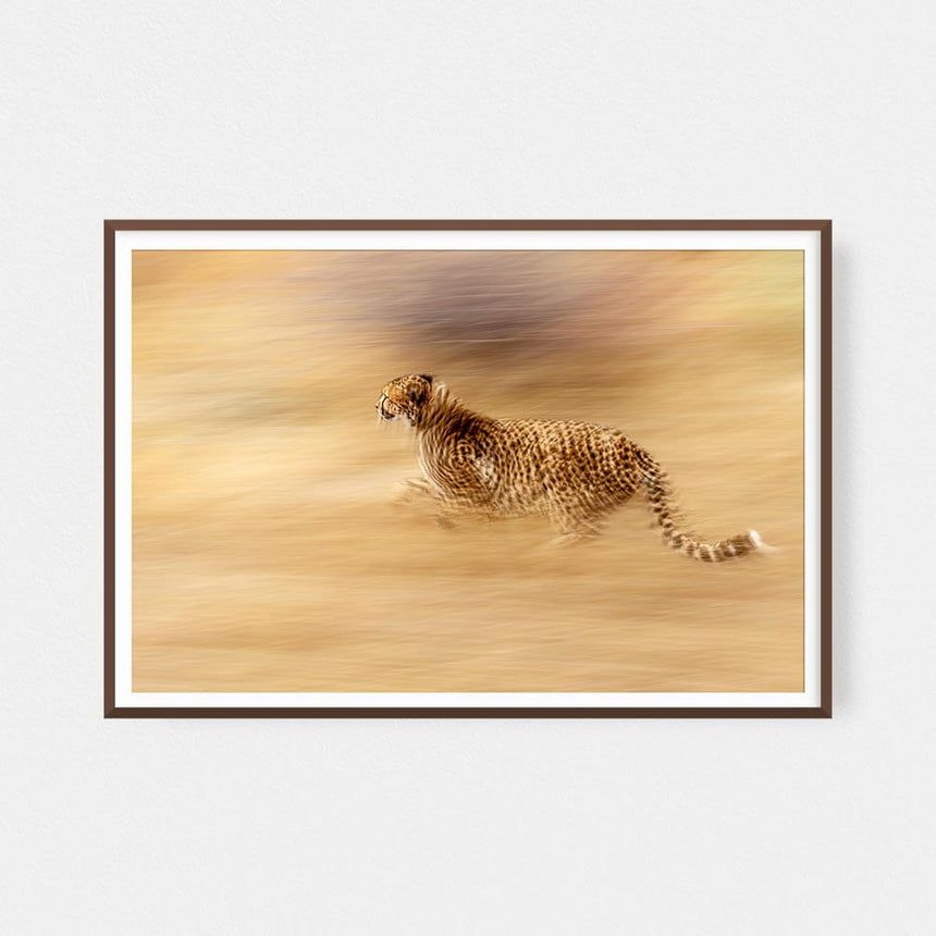 Fine art photographic print by Jonathan and Angela Scott, depicting a sprinting cheetah in Maasai Mara, Kenya.
