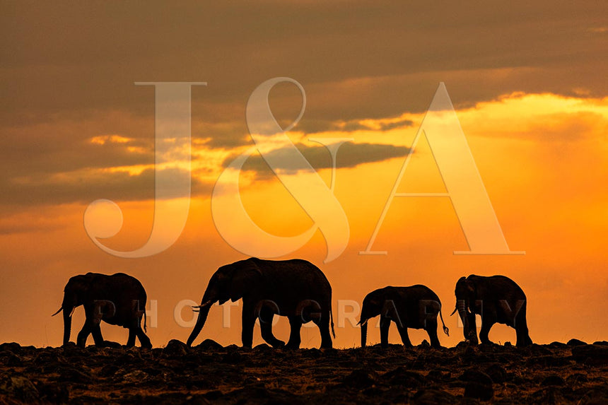Fine art photographic print by Jonathan and Angela Scott, depicting an elephant herd on the horizon in Maasai Mara, Kenya.