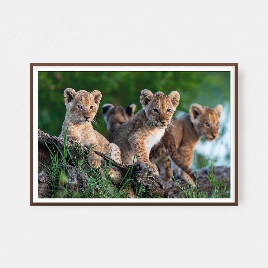 Fine art photographic print by Jonathan & Angela Scott, depicting 4 curious lion cubs on the lookout in Masai Mara, Kenya.