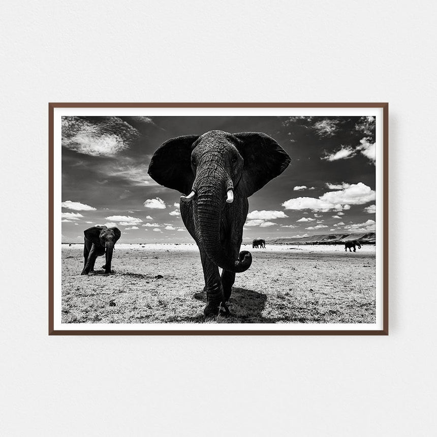 Fine art photographic print by Jonathan and Angela Scott, depicting a stunning female elephant in the Musiara Marsh in Kenya.