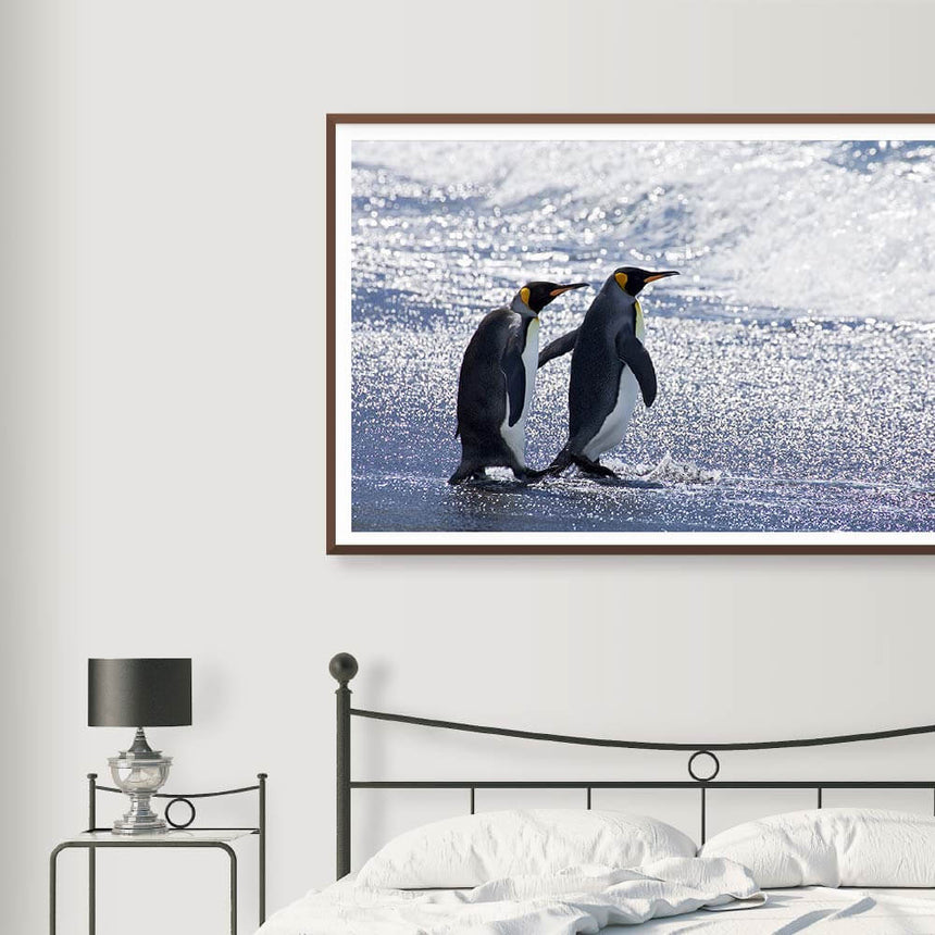 Fine art photographic print by Jonathan and Angela Scott, depicting two king penguins heading to sea in Antarctica.