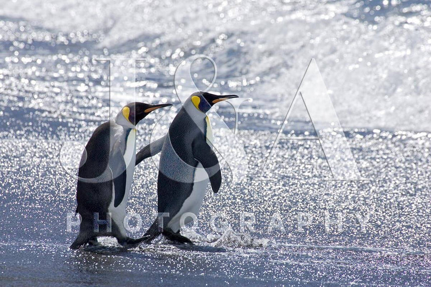Fine art photographic print by Jonathan and Angela Scott, depicting a playful seal in Antarctica.
