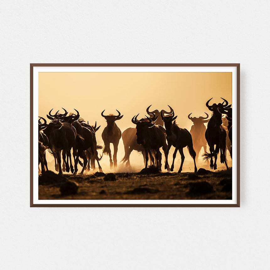 Fine art photographic print by Jonathan and Angela Scott, depicting a herd of galloping wildebeest in Maasai Mara, Kenya.