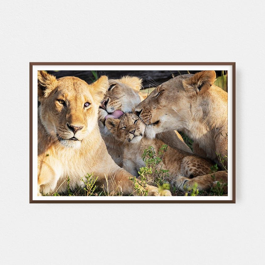 Fine art photographic print by Jonathan and Angela Scott, depicting 3 lionesses and lion cub Mbili in Maasai Mara, Kenya.