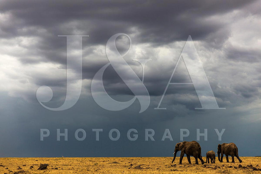 Fine art photographic print by Jonathan and Angela Scott, depicting elephants walking before the storm in Maasai Mara, Kenya.