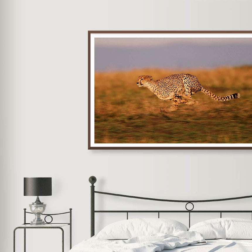Fine art photographic print by Jonathan and Angela Scott, depicting Kike the cheetah mother mid-hunt in Maasai Mara, Kenya.