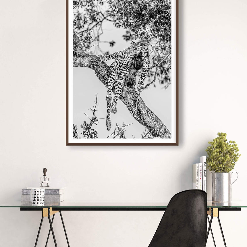 Fine art photographic print by Jonathan and Angela Scott, depicting a stunning leopard relaxing in a tree in the Maasai Mara.
