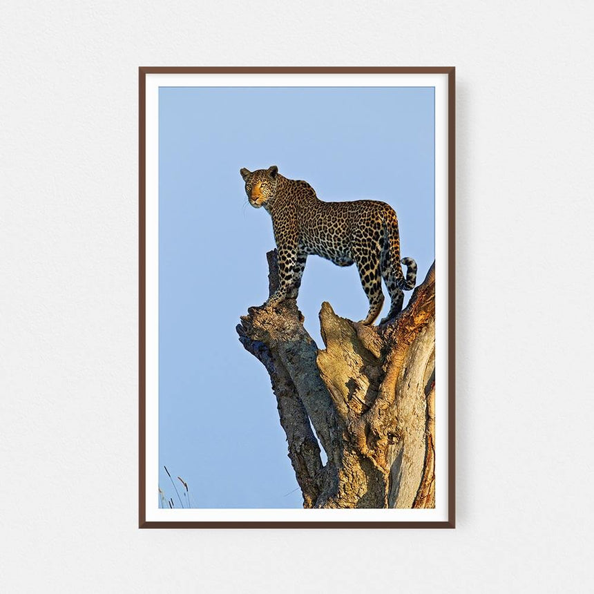 Fine art photographic print by Jonathan and Angela Scott, depicting leopard mother Zawadi perched on tree stump in Kenya.