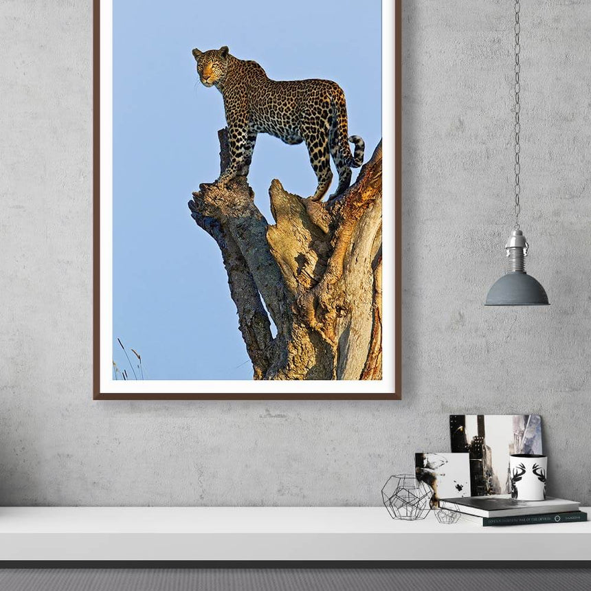 Fine art photographic print by Jonathan and Angela Scott, depicting leopard mother Zawadi perched on tree stump in Kenya.